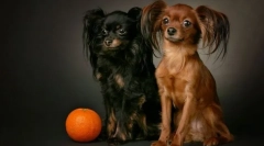 Terrier rusesc (fotografii): caracteristicile rasei, îngrijirii, alegerea catelului